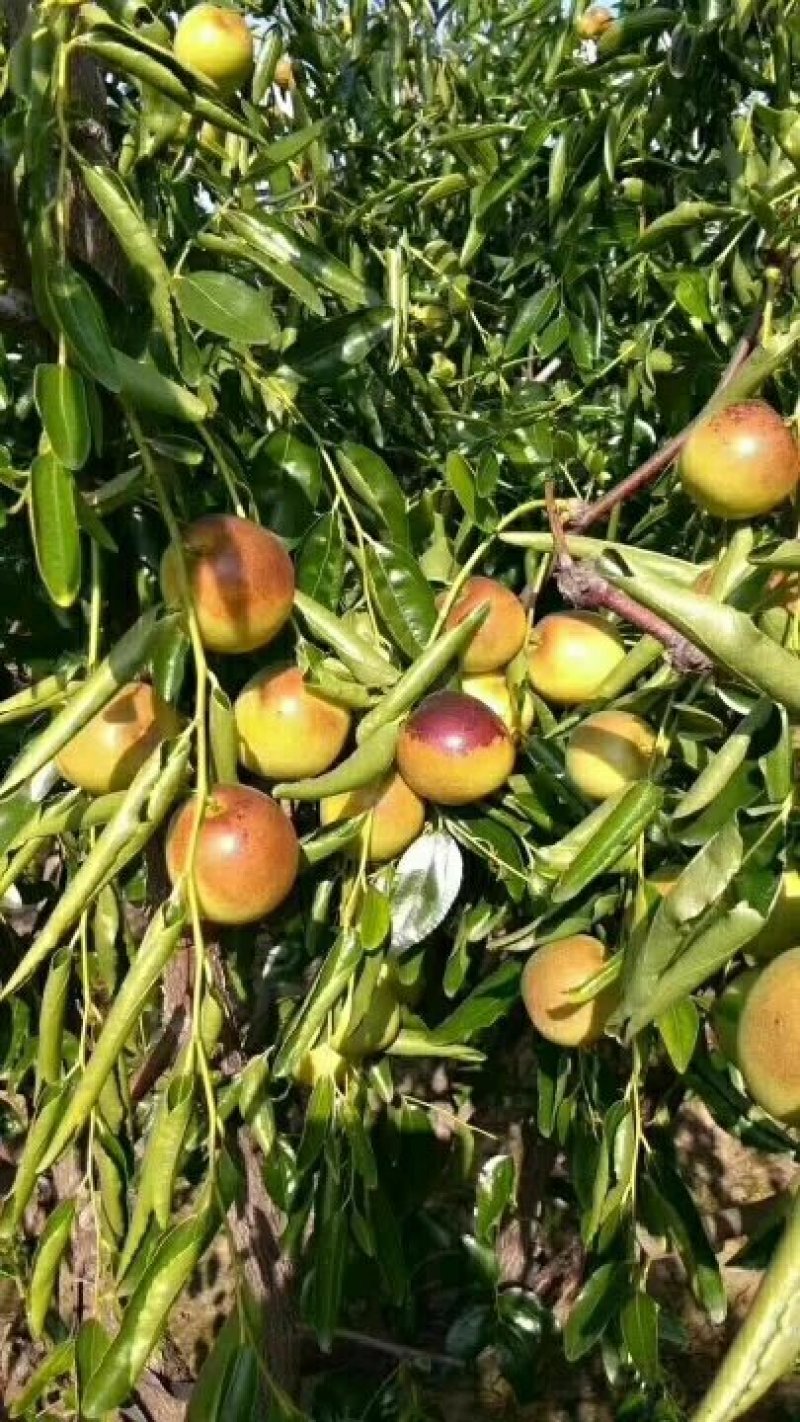 【山东滨州沾化冬枣苗】品质优良后期指导量大从优