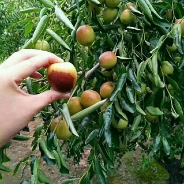 【山东滨州沾化冬枣苗】品质优良后期指导量大从优