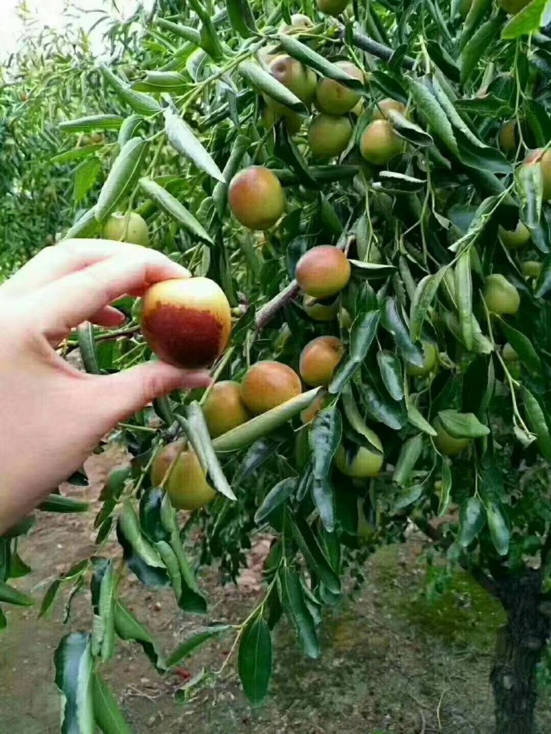 【山东滨州沾化冬枣苗】品质优良后期指导量大从优