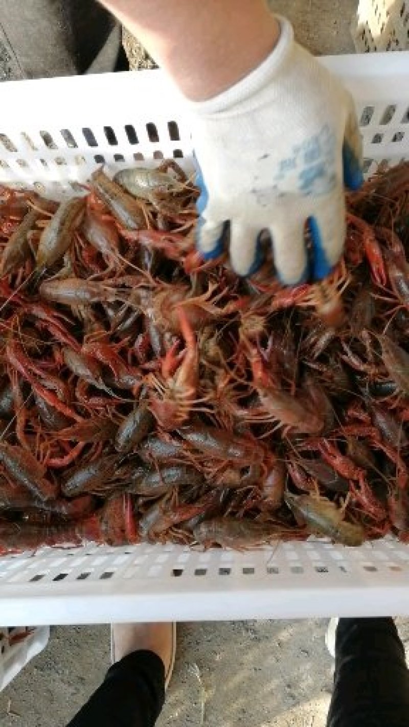 湖里面清水养殖小龙虾