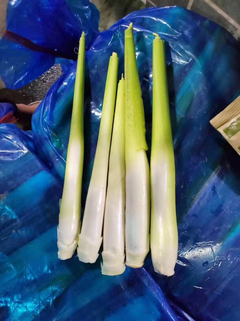 茭白