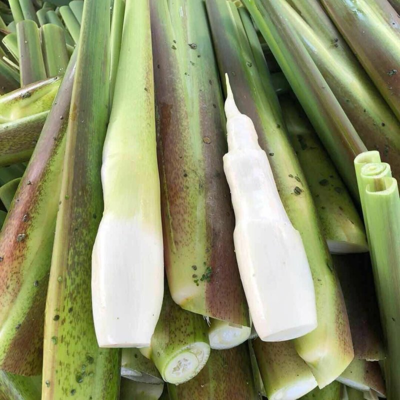 茭白