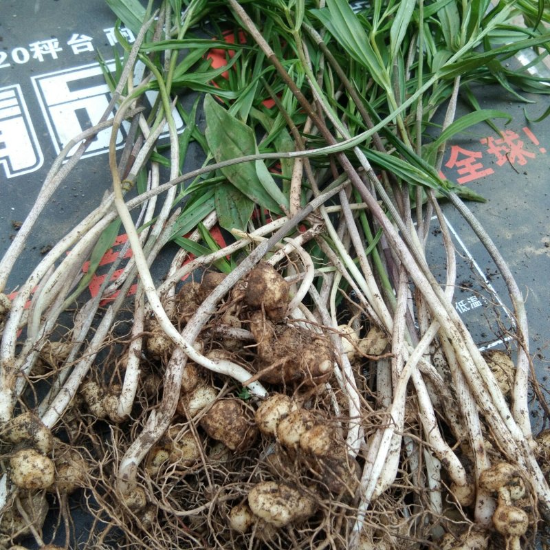 黄精苗