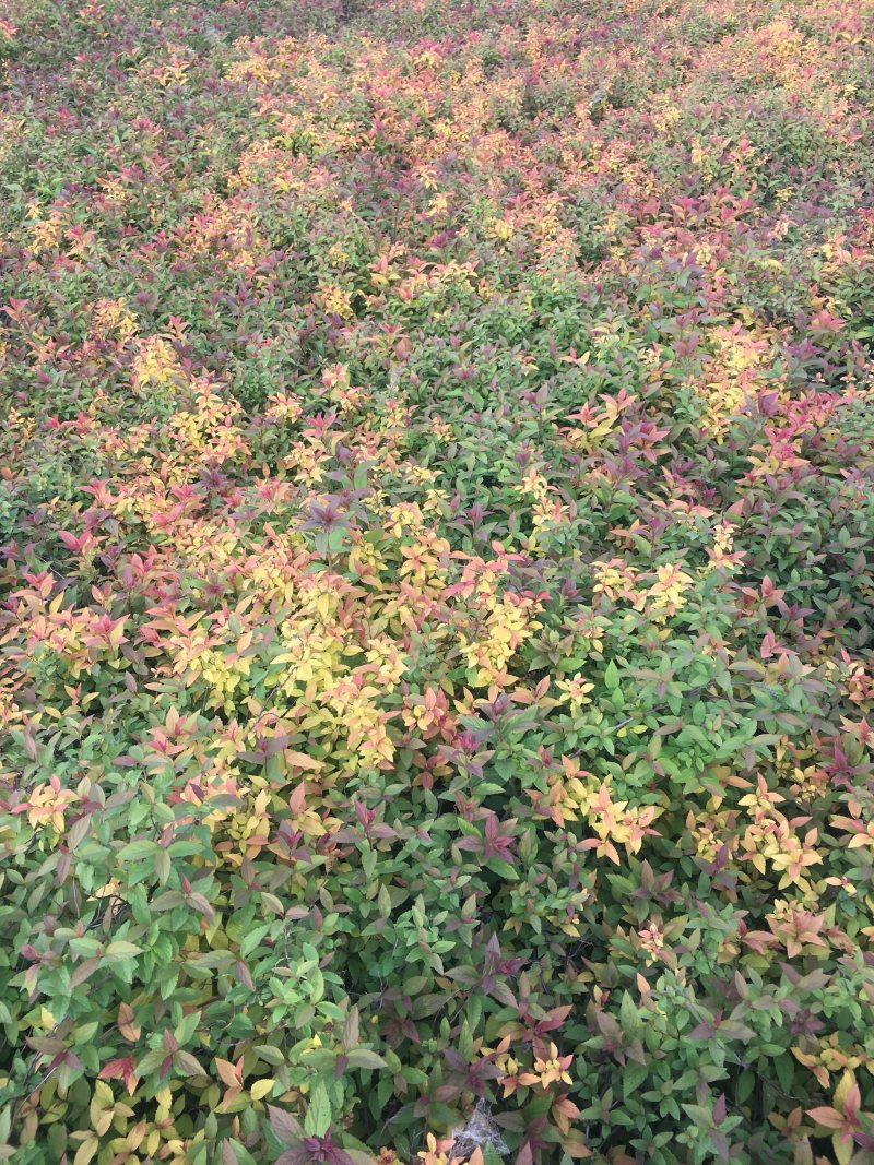 金焰绣线菊金山绣线菊绣线菊农户现挖苗