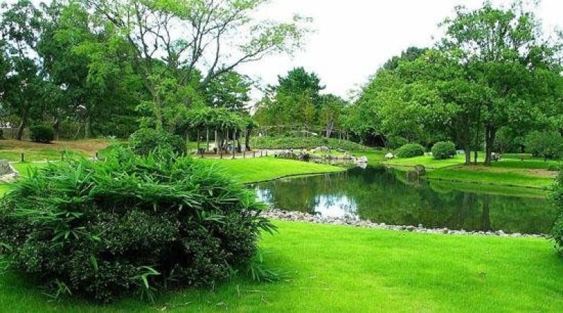 高羊茅种子草坪种子四季常青草坪种子耐寒免修剪