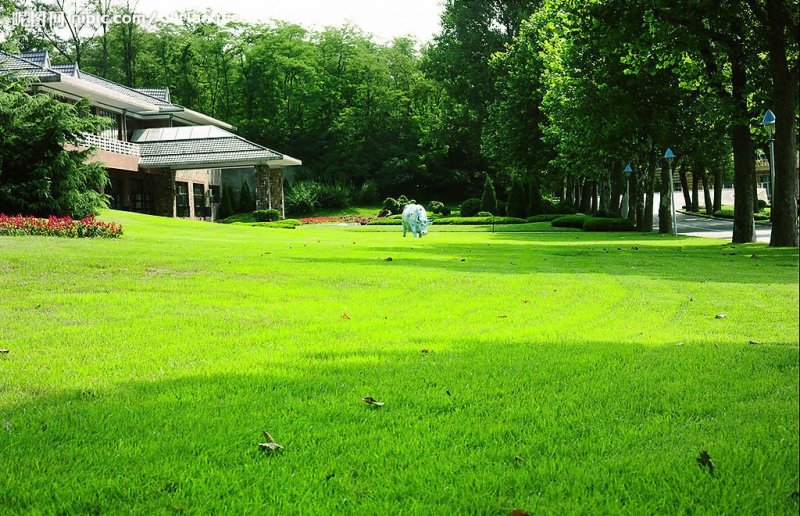 高羊茅种子草坪种子四季常青草坪种子耐寒免修剪