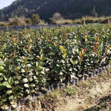 优质油茶苗正在取苗中