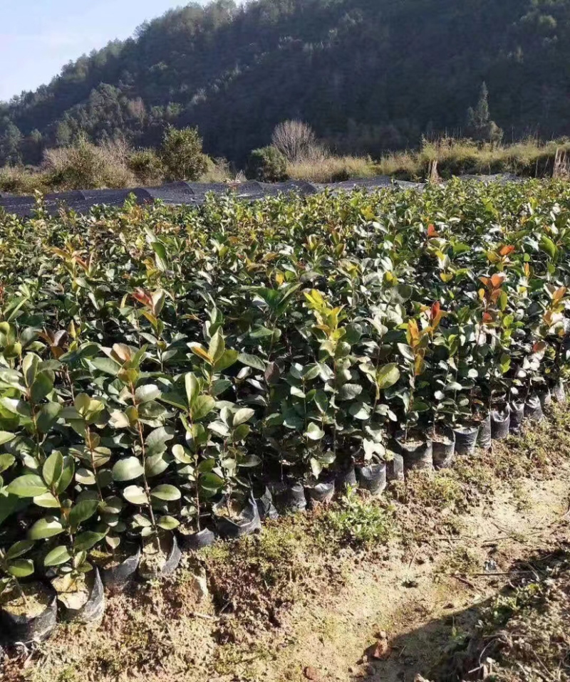 优质油茶苗正在取苗中