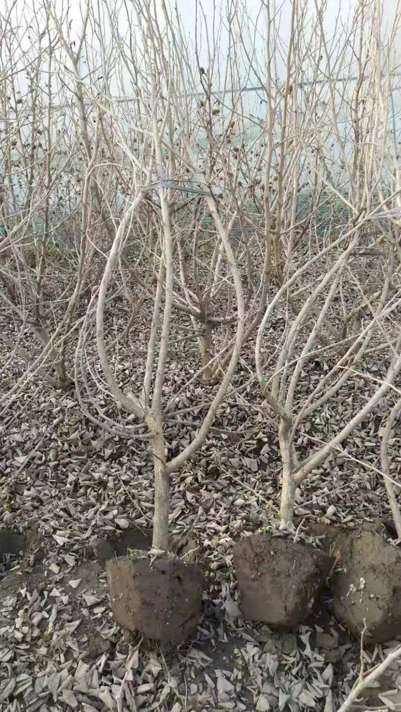 西府海棠，海滨木槿，垂丝海棠，