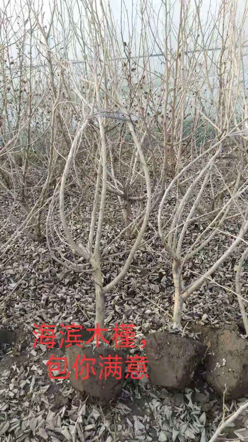 西府海棠，海滨木槿，垂丝海棠，