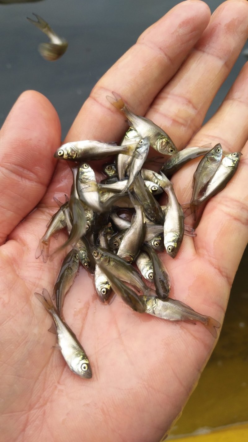 大头鱼苗花鲢苗直销减少中间商全国均可以发货