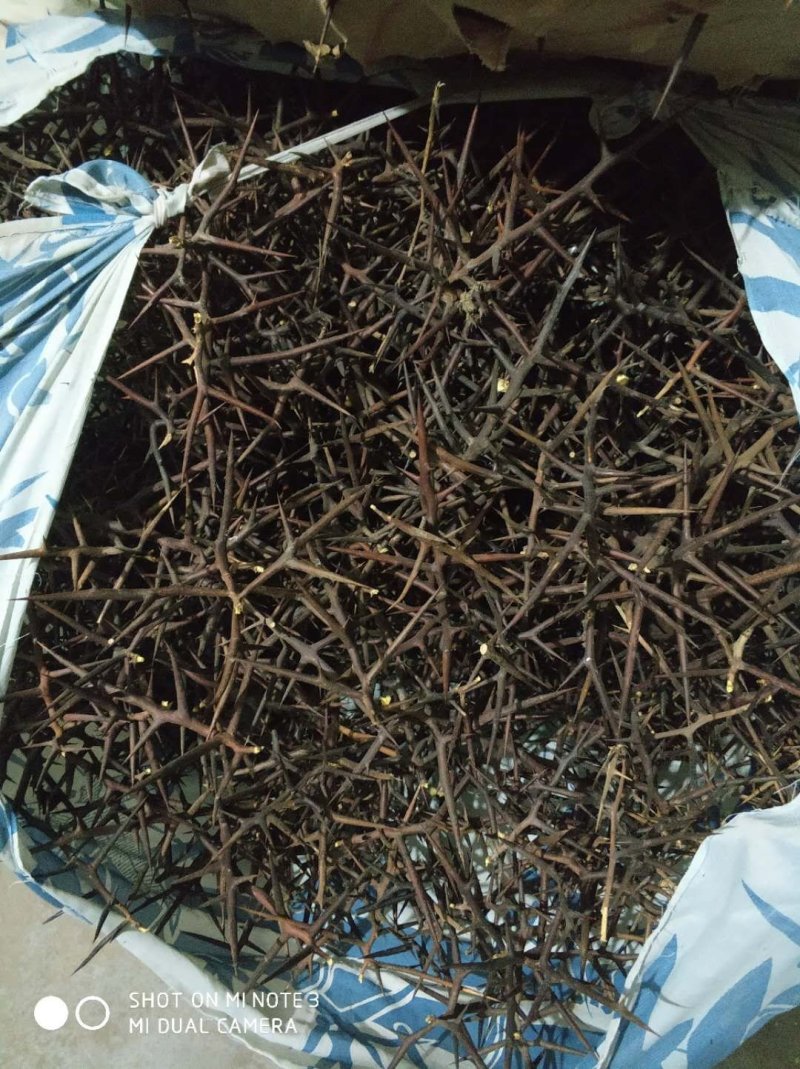 七皂角刺