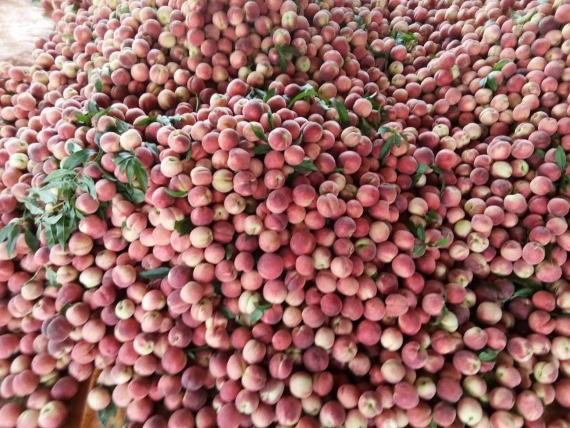 新鲜桃子脆甜大量上市量大从优产地直销欢迎致电