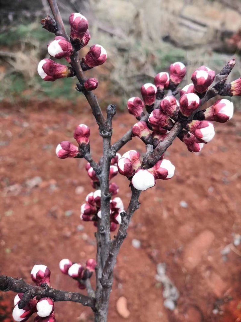 新鲜桃子脆甜大量上市量大从优产地直销欢迎致电