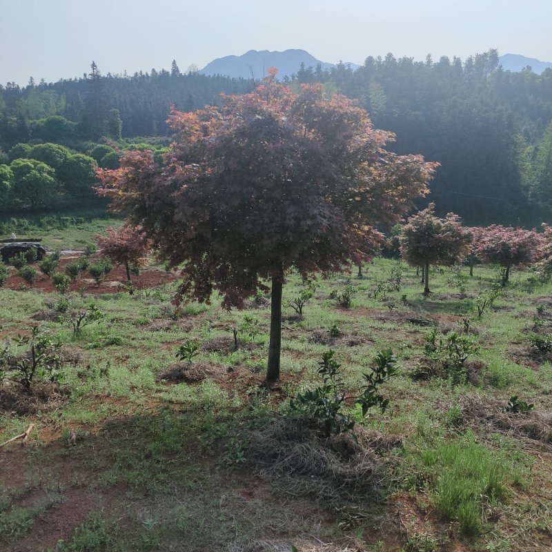 中国红枫