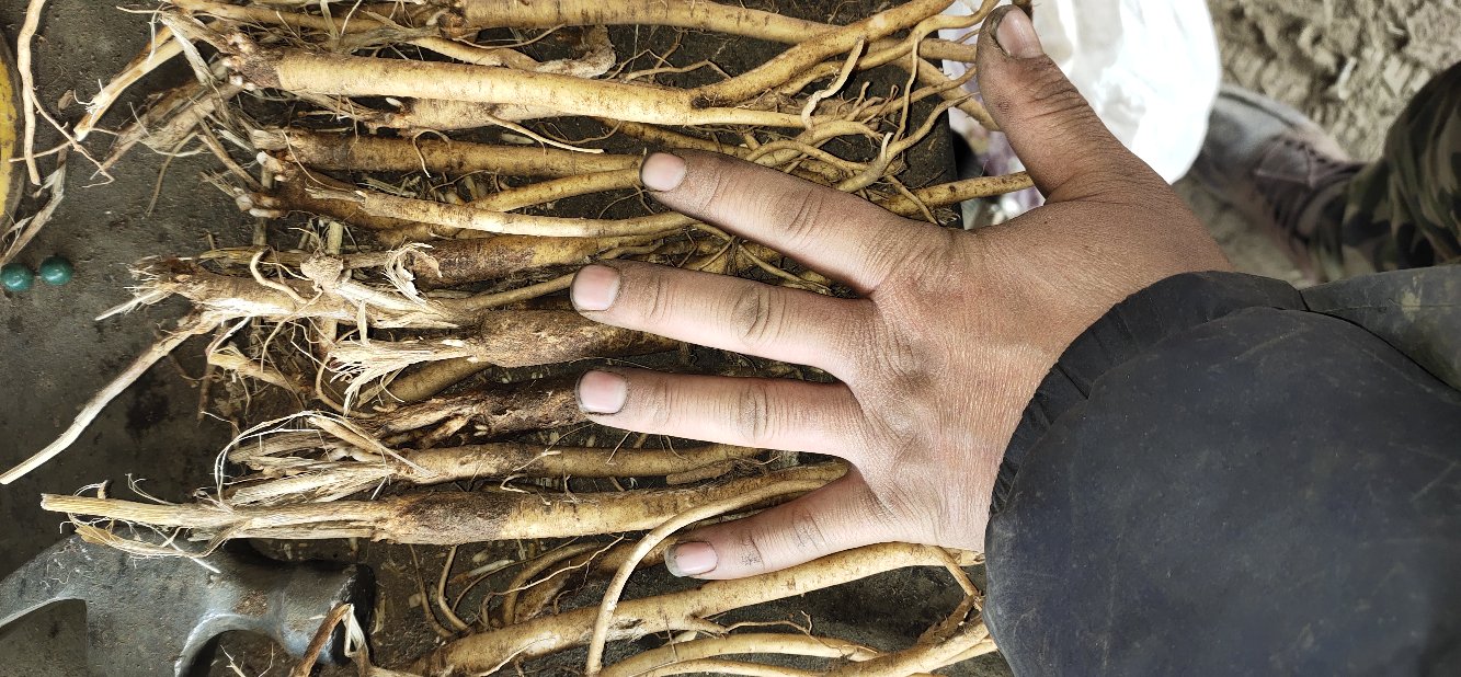 黄芩药材与常见中药方剂搭配展示图,如黄连解毒汤、清营汤等 黄芩药材与中药方剂搭配图