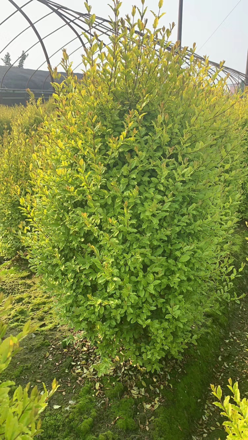 亮晶女贞小杯，毛球，柱子，大球！