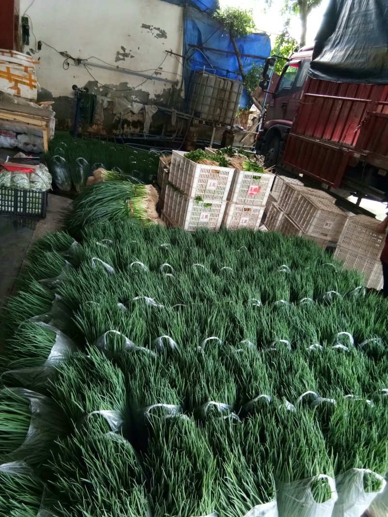 小葱（新鮮小葱现货）