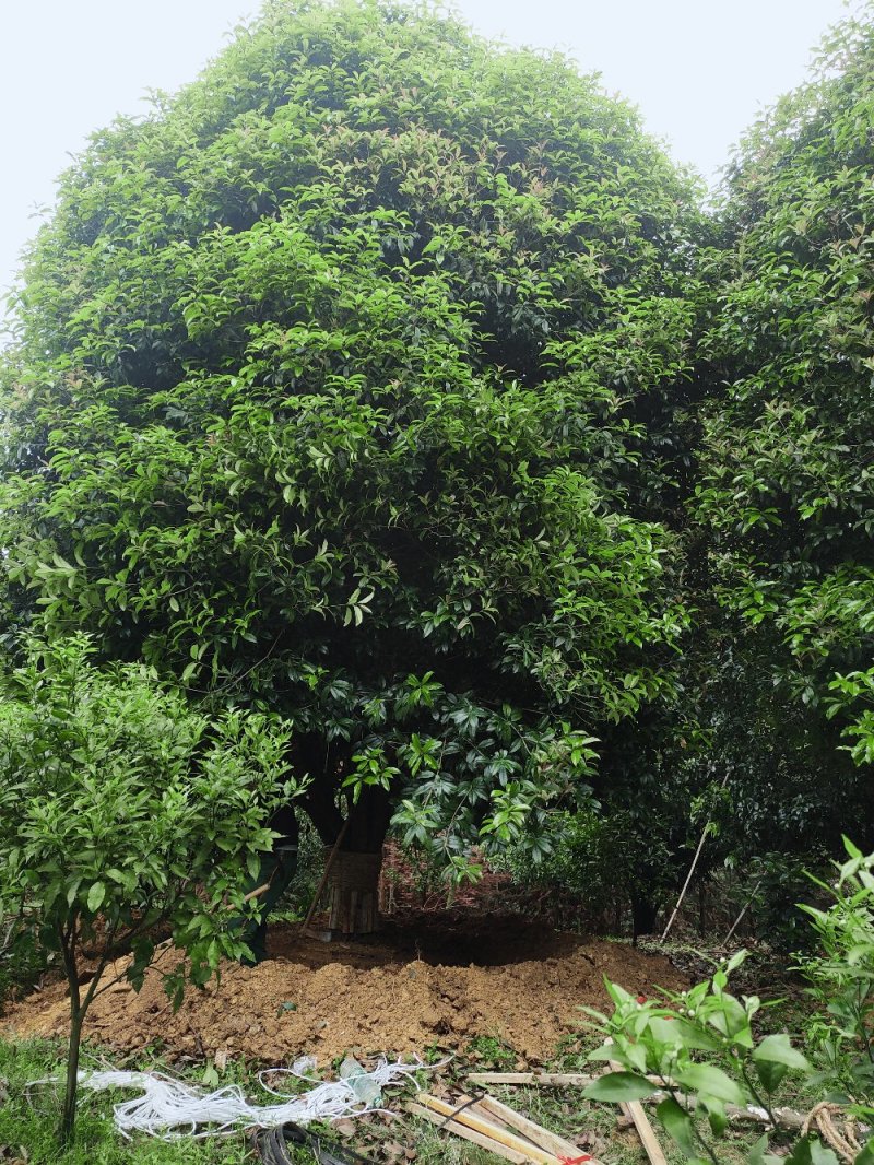 桂花树