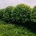 桂花树