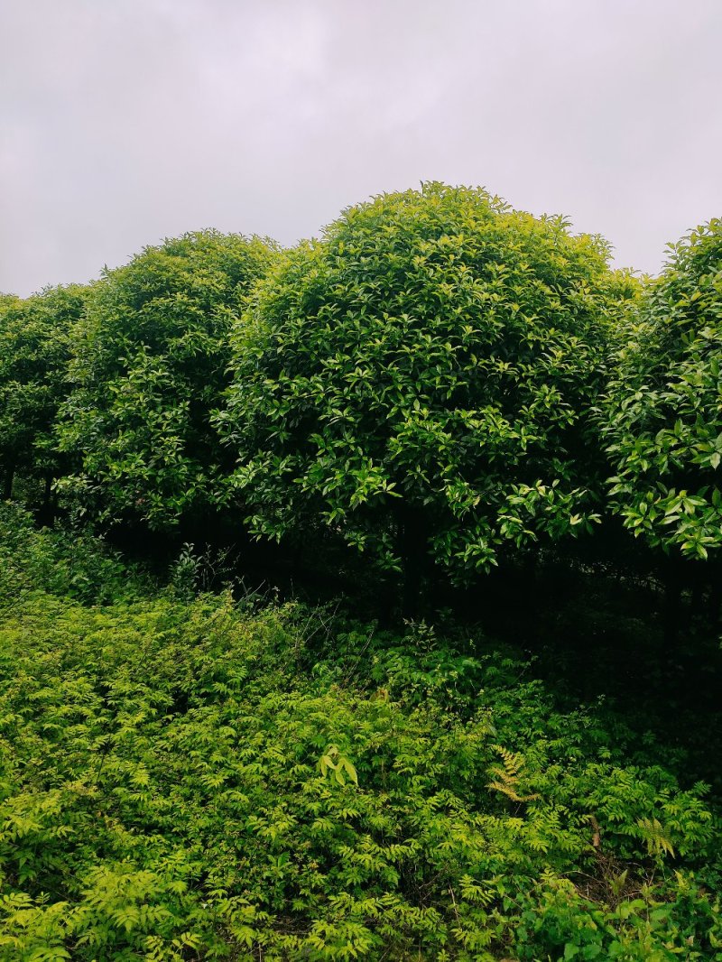 桂花树