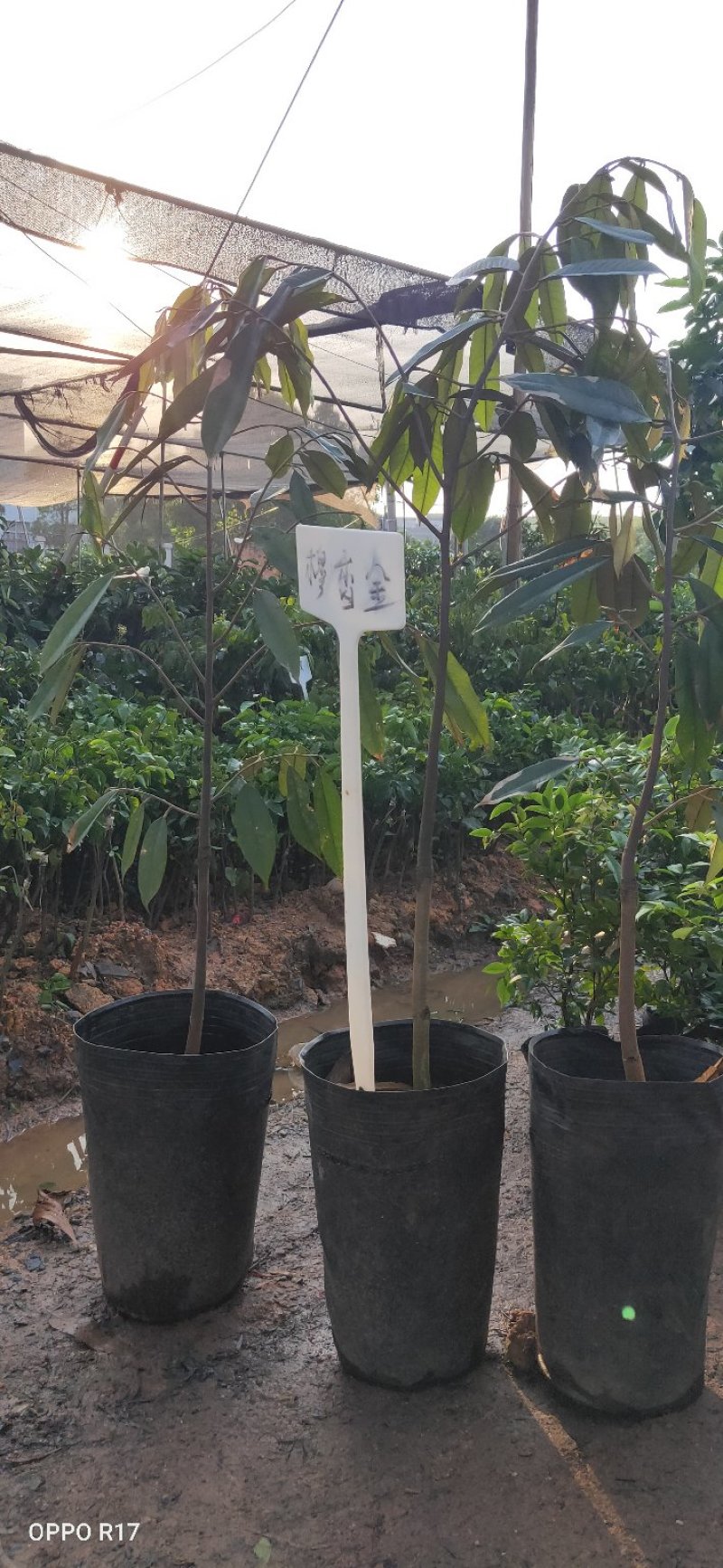 榴莲苗，穆香金榴莲苗，正品保证，带土球发货，包邮。