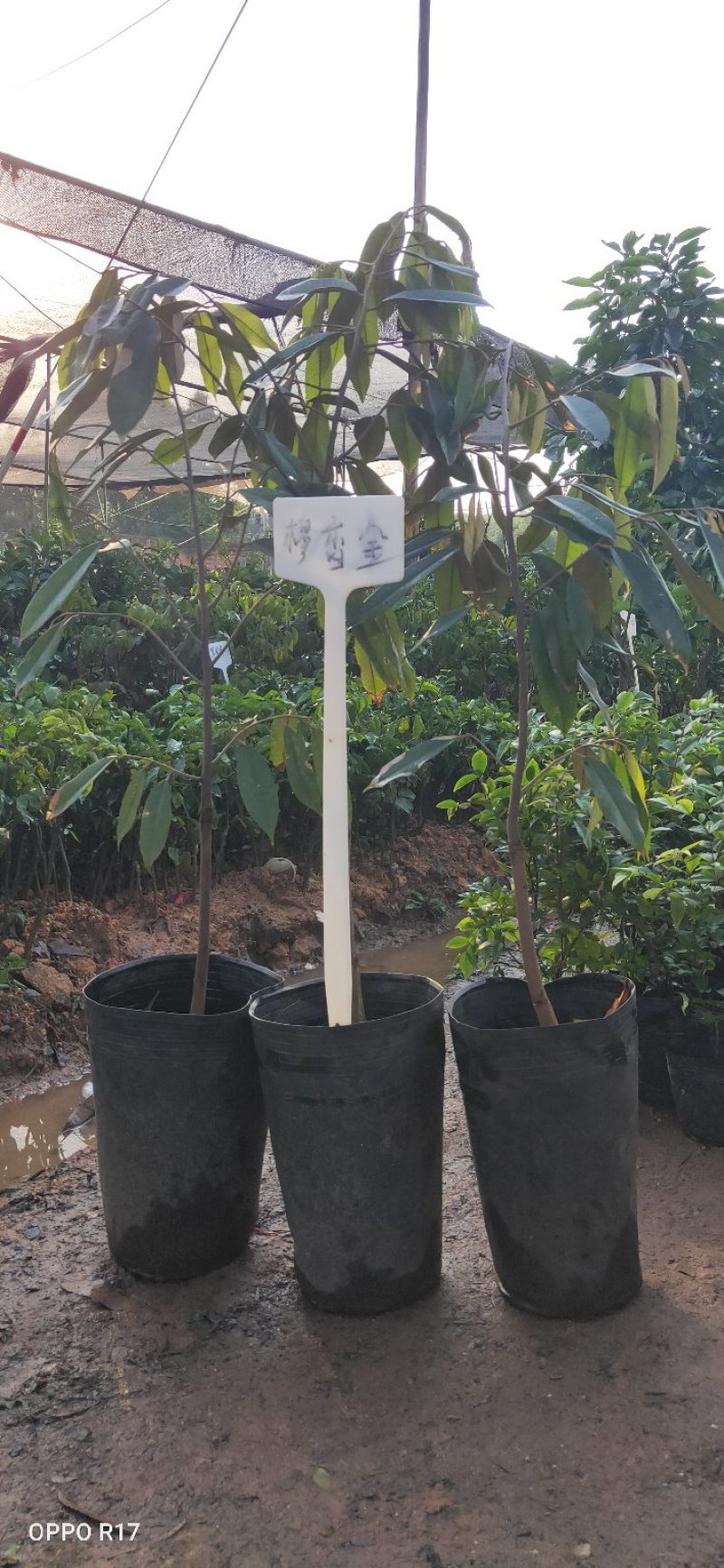 榴莲苗，穆香金榴莲苗，正品保证，带土球发货，包邮。