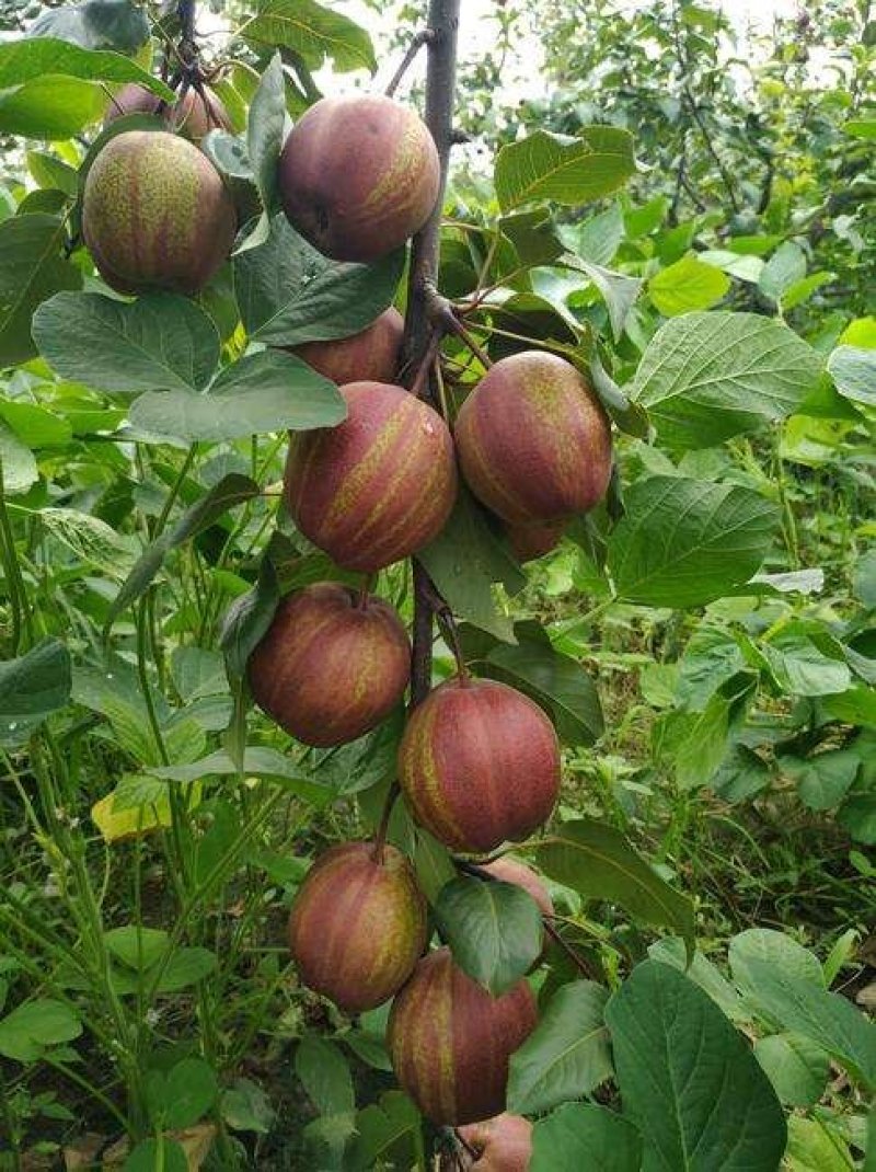 【大荔县早酥红梨】（彩虹梨）冷库直发货源充足正在热卖