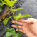 百香果苗紫香台农当年挂果无毒种苗品种正宗可签合同保障