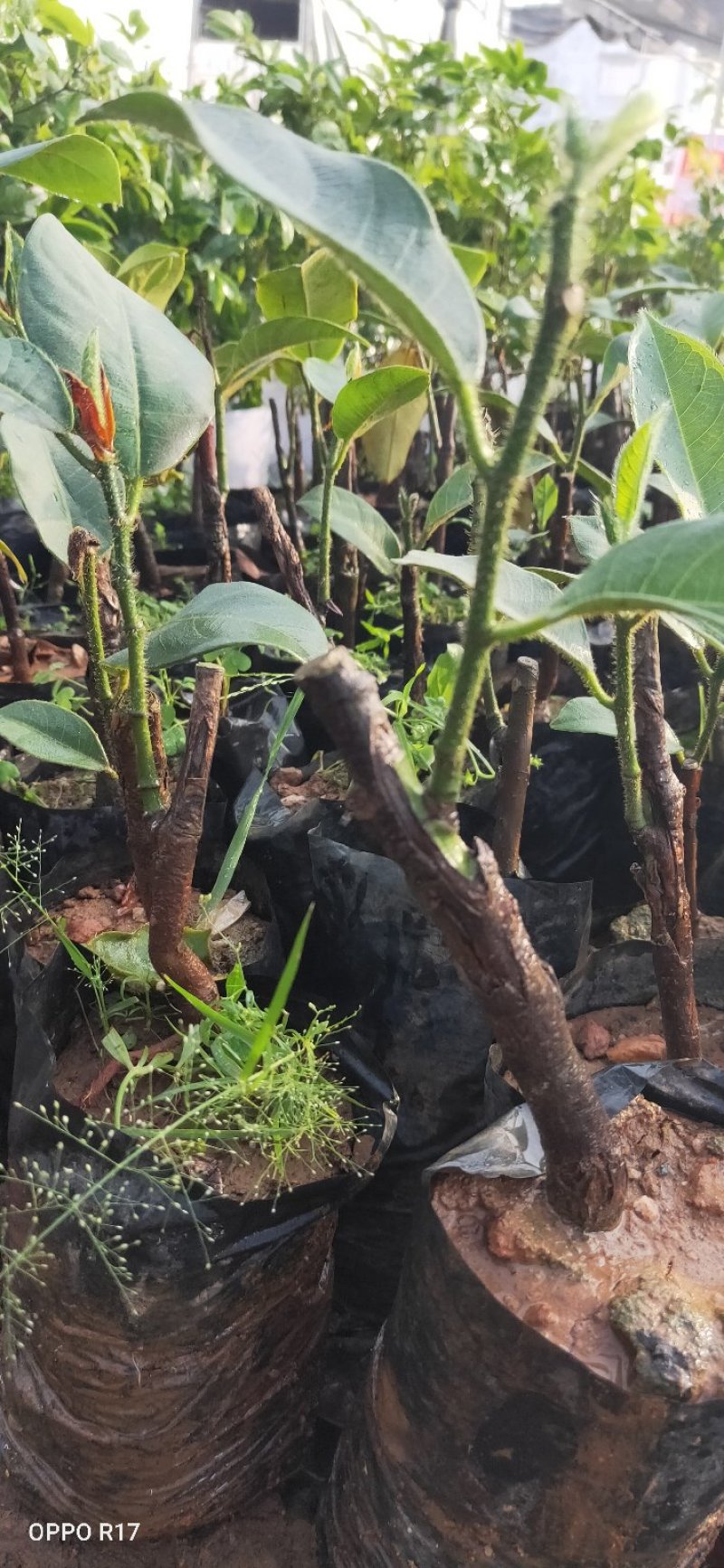 波萝蜜苗，榴莲菠萝蜜苗，正品保证，带土球发货，包邮。