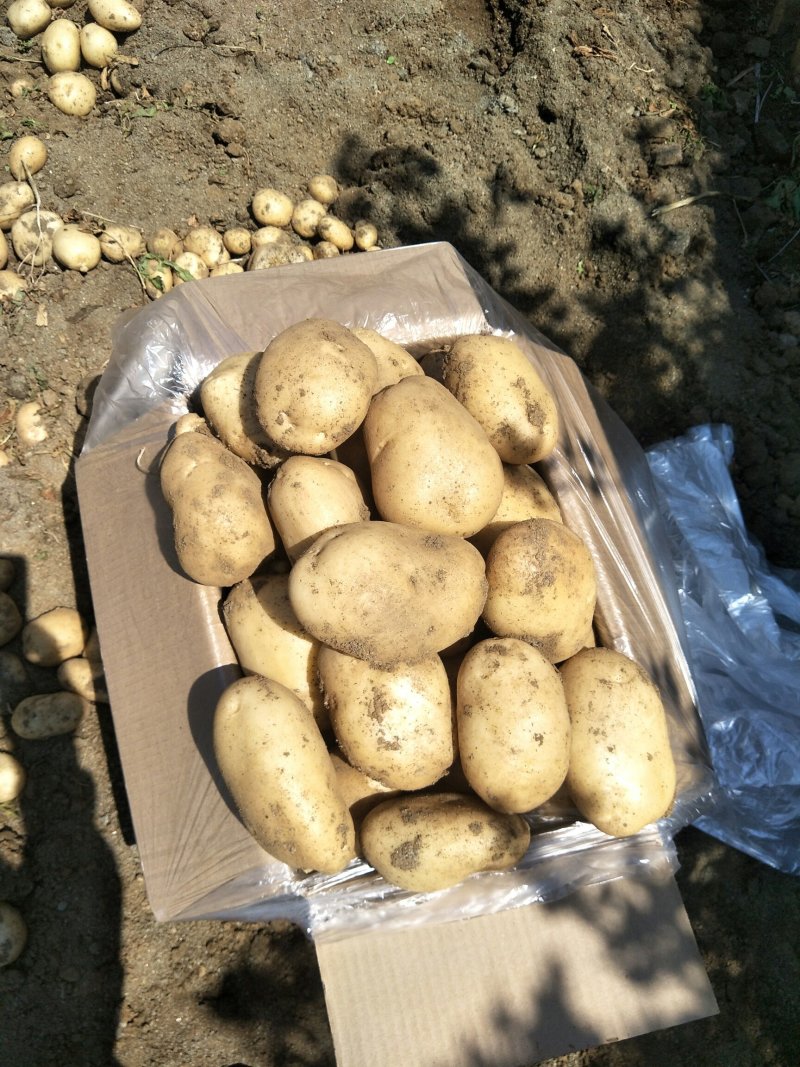 丽薯六号土豆丽暑6号精品诚心诚意代收代办