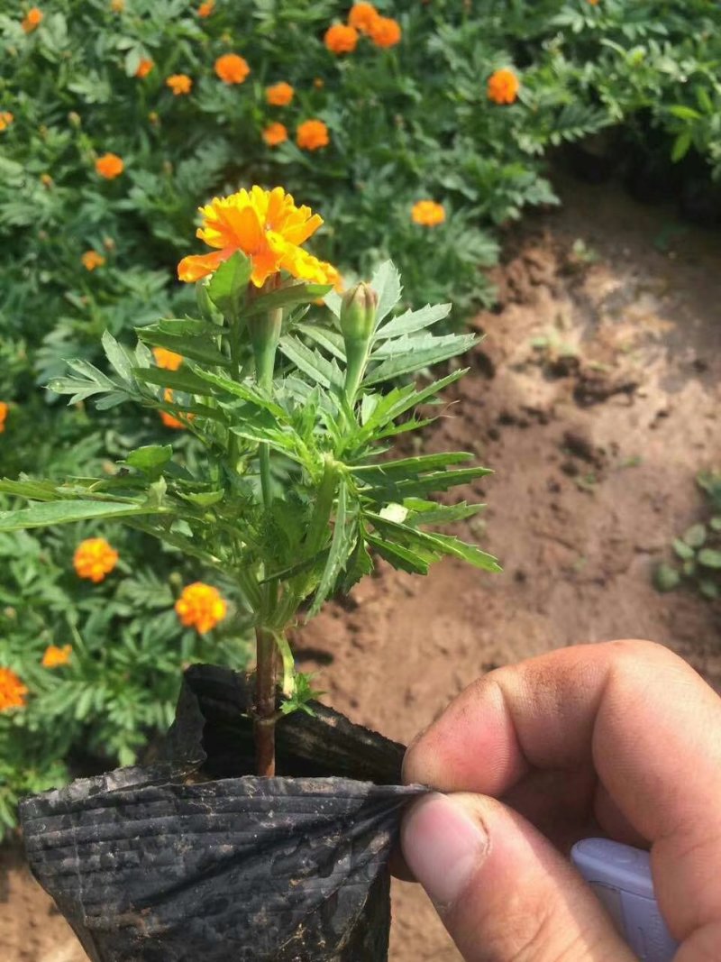 孔雀草