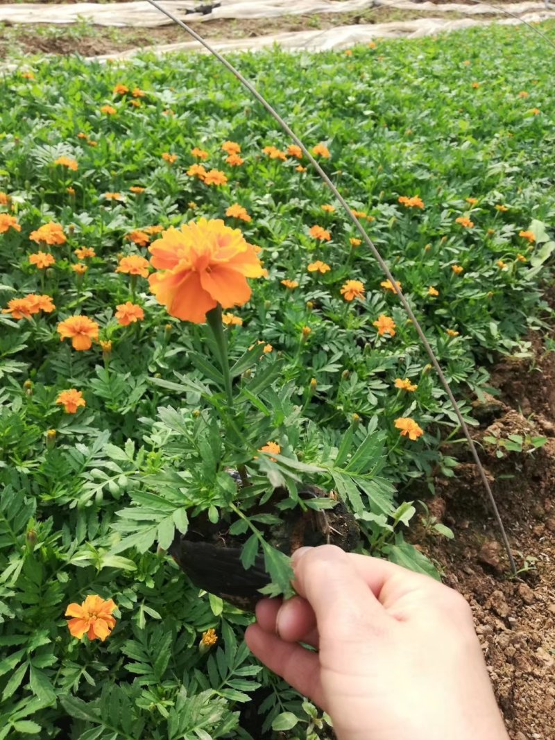 孔雀草