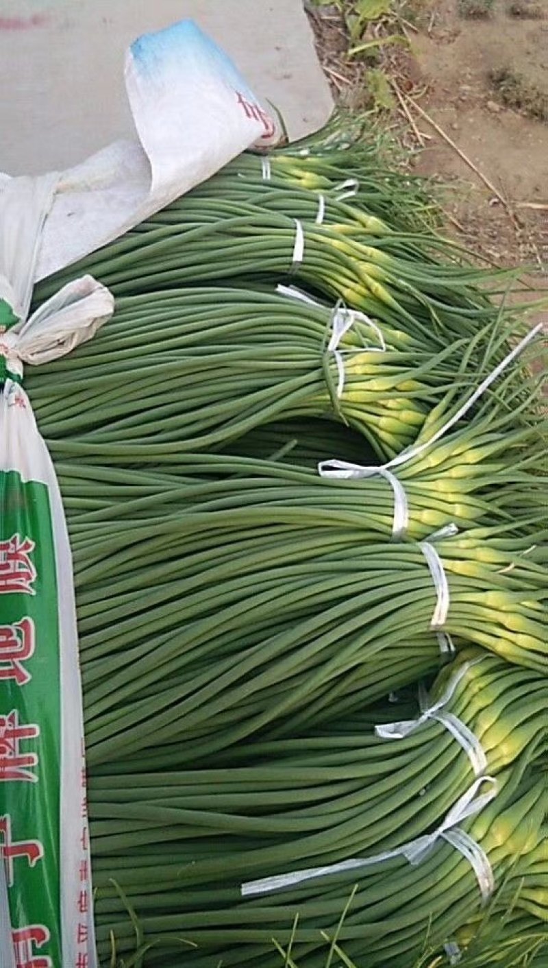 蒜薹