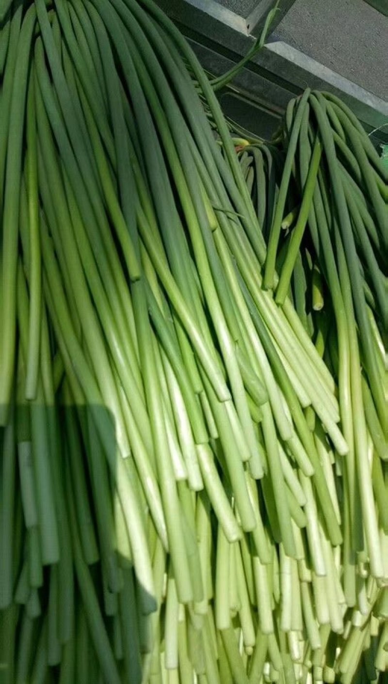 蒜薹