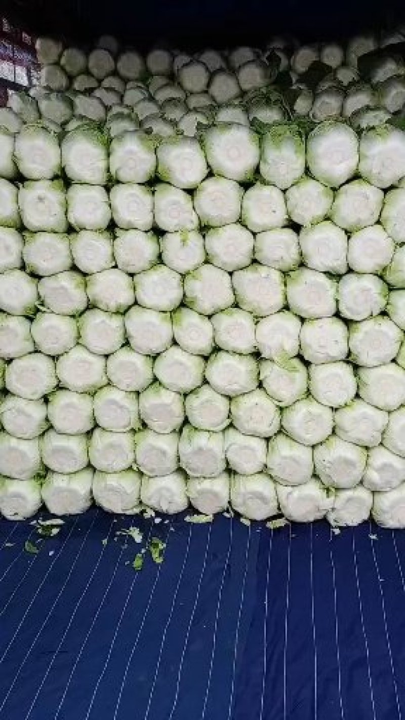 白菜大量上市