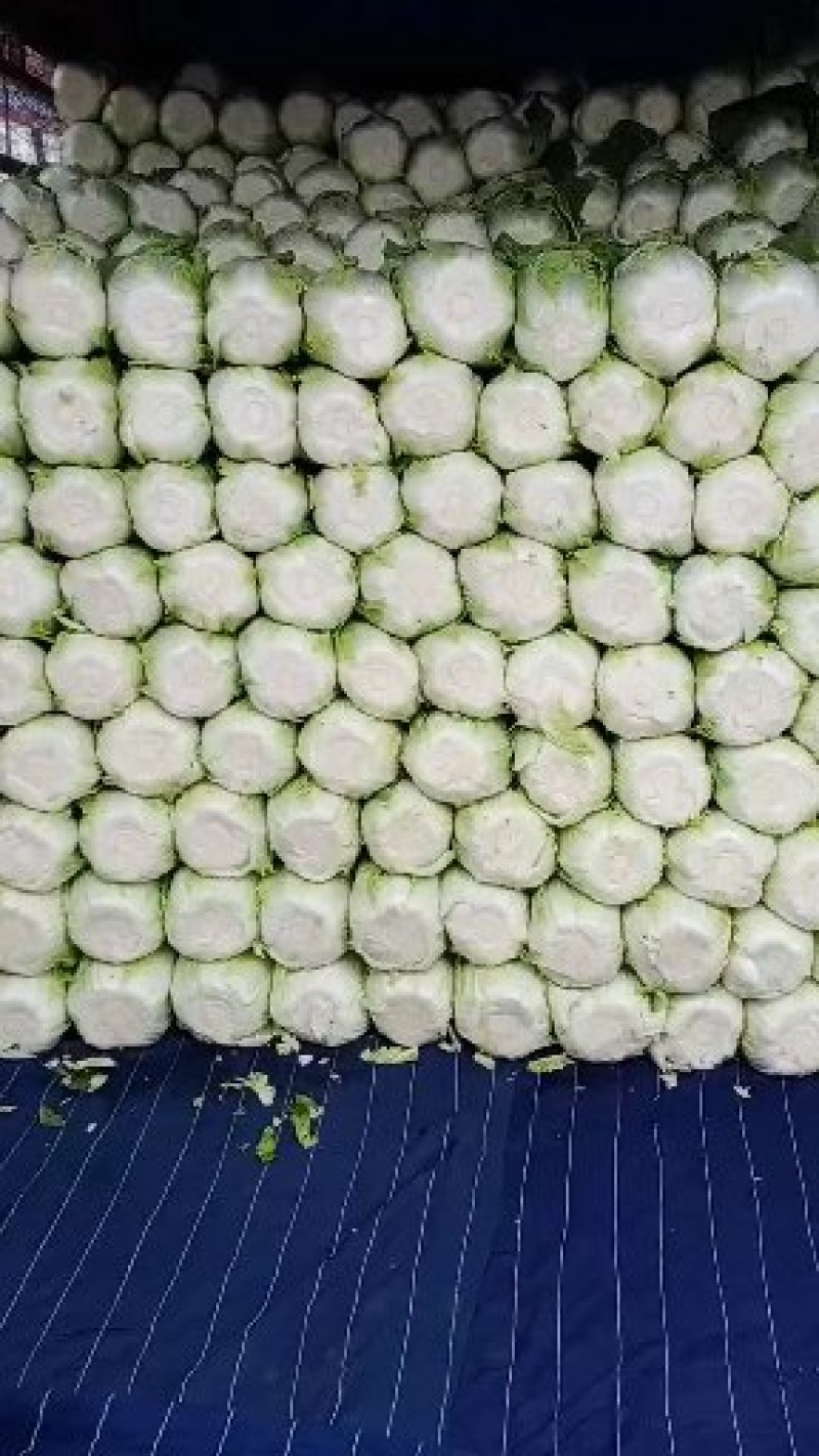 白菜大量上市