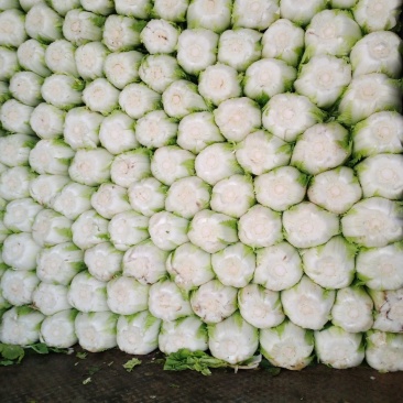 白菜大量上市
