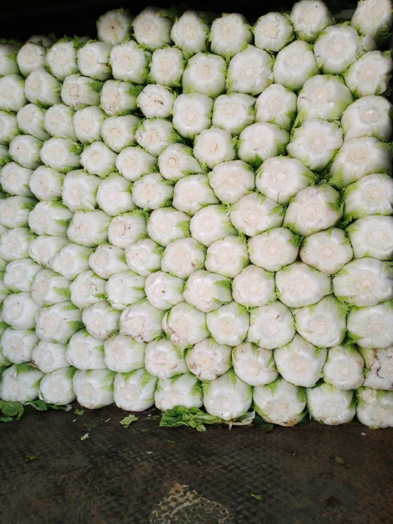 白菜大量上市