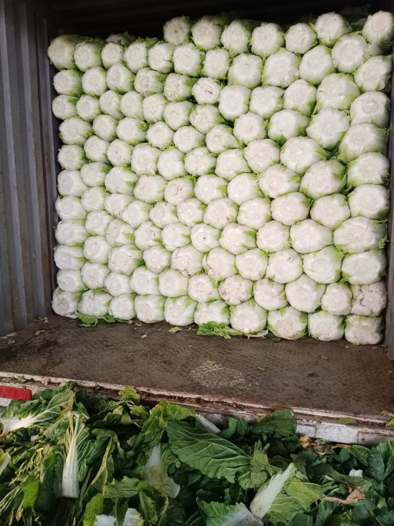 白菜大量上市