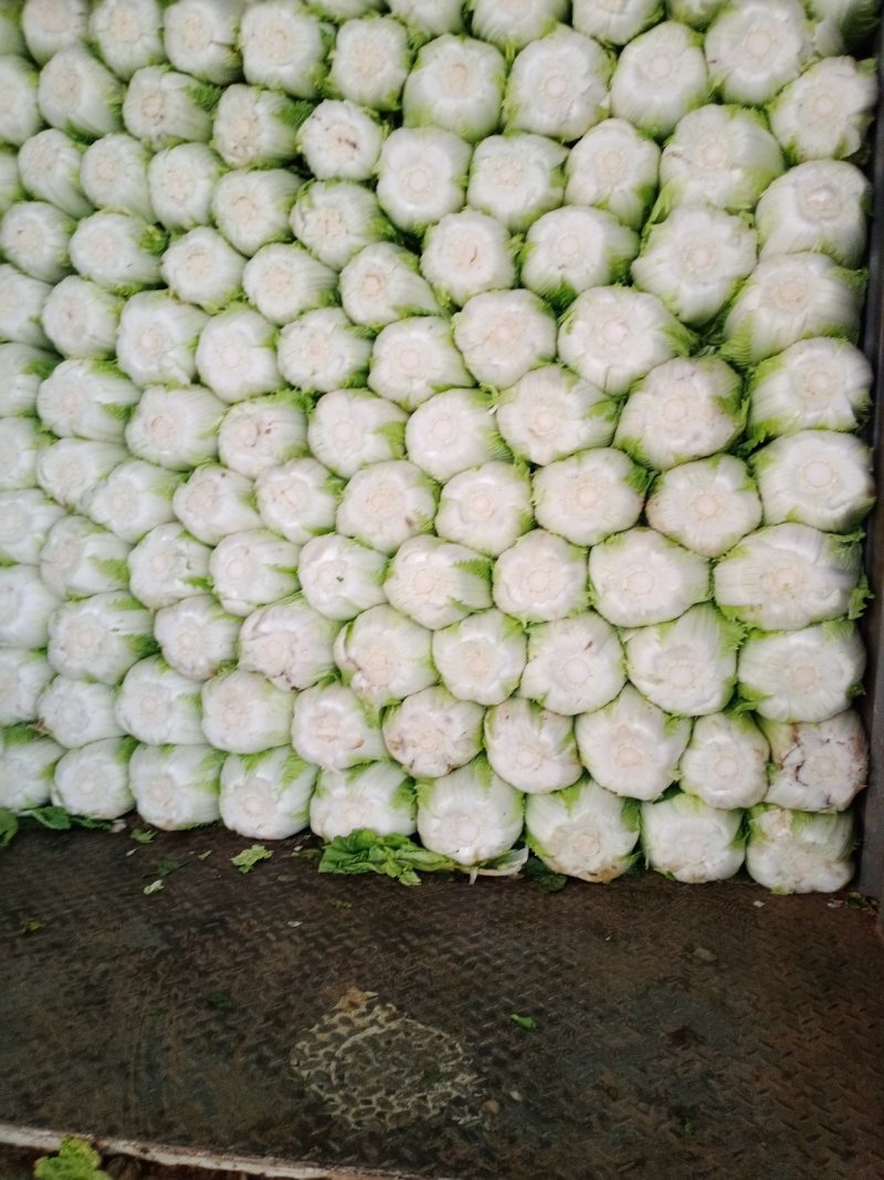白菜大量上市