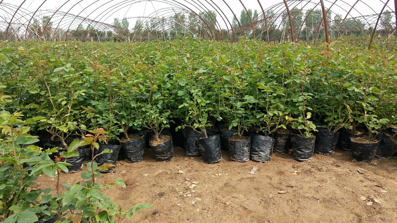 专业苗圃中整齐排列的‘安吉拉’藤本月季幼苗，盆栽种植，标签清晰标注品种名称，背景为塑料大棚结构