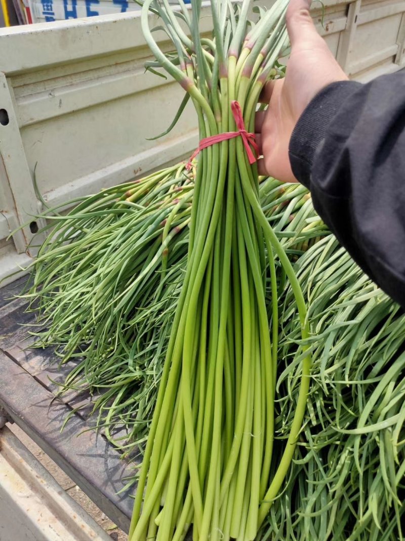 红帽蒜苔大上市代发全国