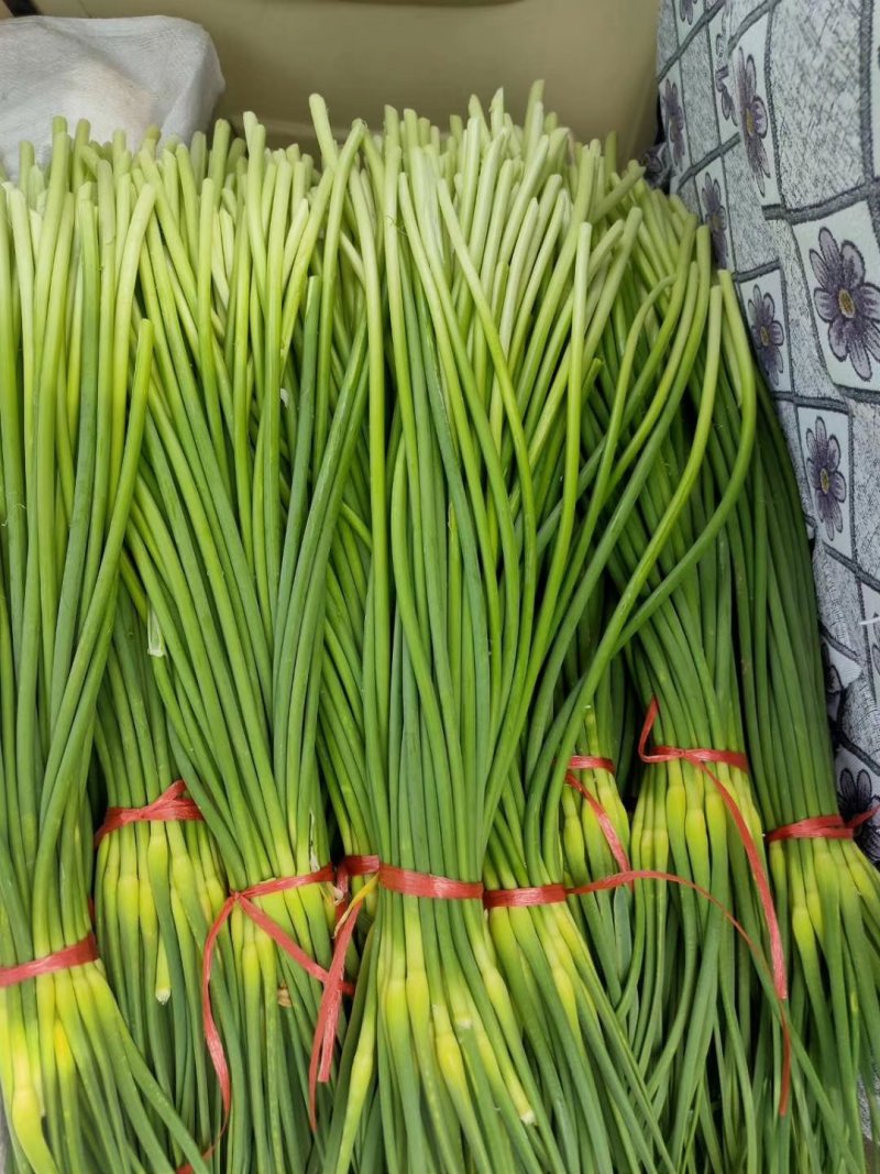 红帽蒜苔大上市代发全国