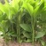 大山种植无污染色香味俱全姜黄，调料，色素