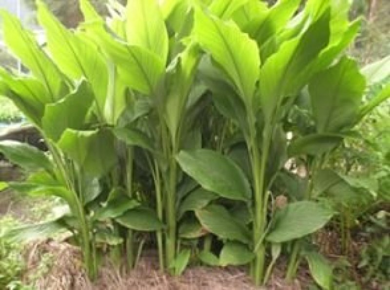 大山种植无污染色香味俱全姜黄，调料，色素