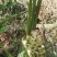大山种植无污染色香味俱全姜黄，调料，色素