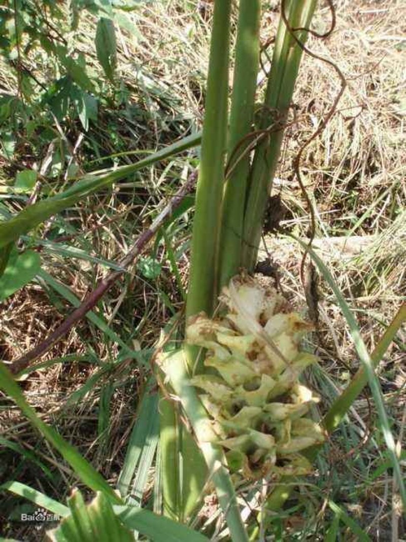 大山种植无污染色香味俱全姜黄，调料，色素