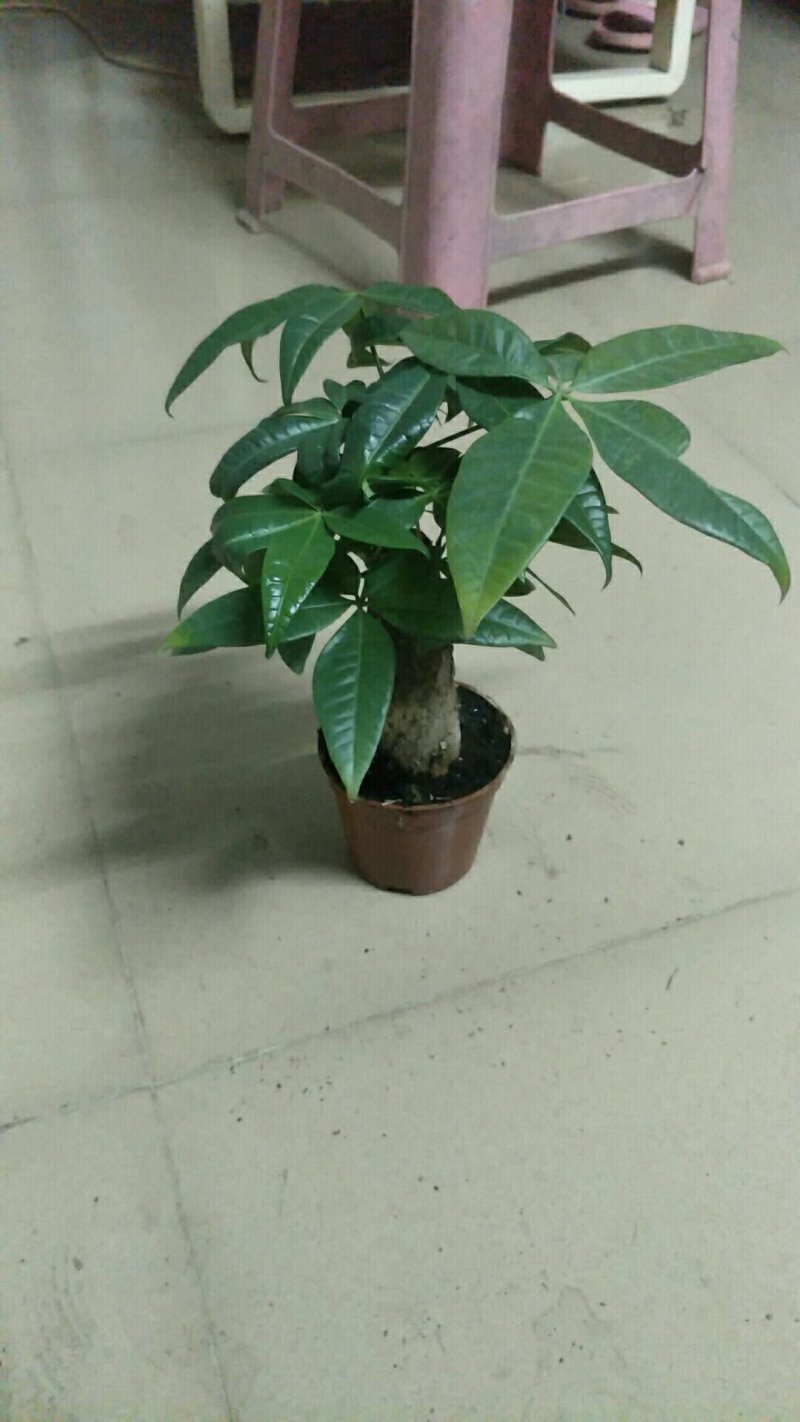 发财树90#不包邮发物流