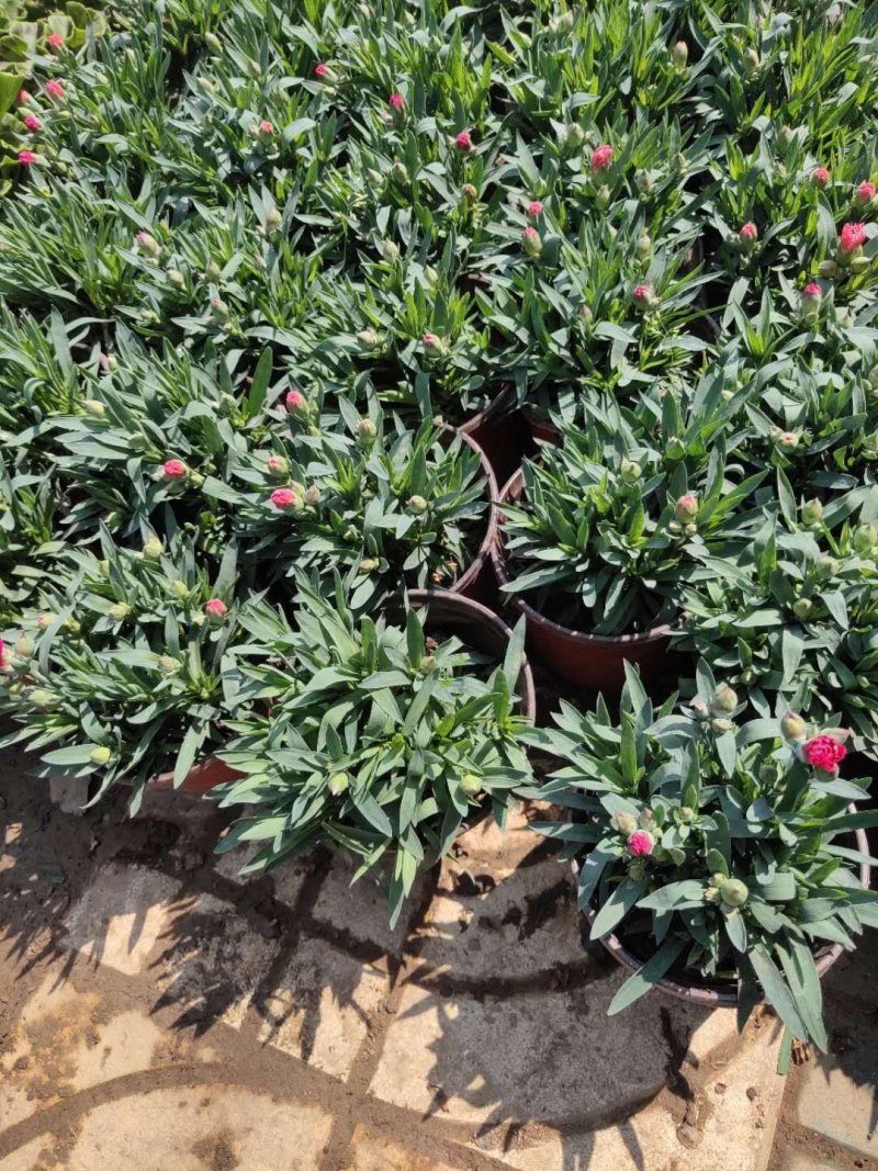 康乃馨盆栽带花苞石竹花苗室内阳台庭院绿植四季开花植物花卉